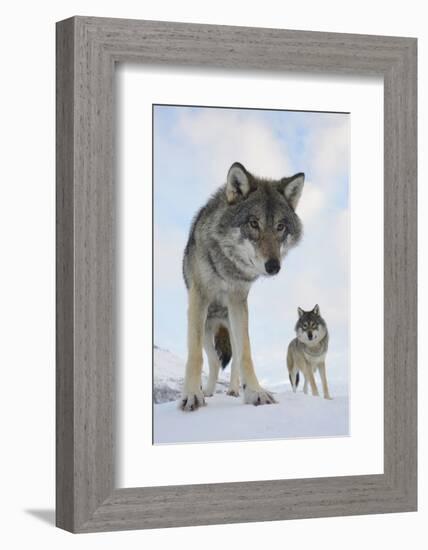 Wide Angle Close-Up Of Two European Grey Wolves (Canis Lupus), Captive, Norway, February-Edwin Giesbers-Framed Photographic Print