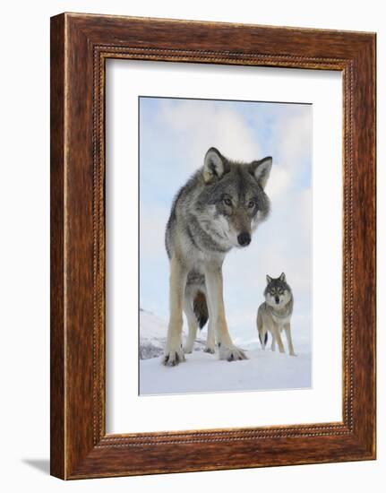 Wide Angle Close-Up Of Two European Grey Wolves (Canis Lupus), Captive, Norway, February-Edwin Giesbers-Framed Photographic Print