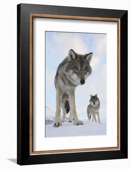 Wide Angle Close-Up Of Two European Grey Wolves (Canis Lupus), Captive, Norway, February-Edwin Giesbers-Framed Photographic Print