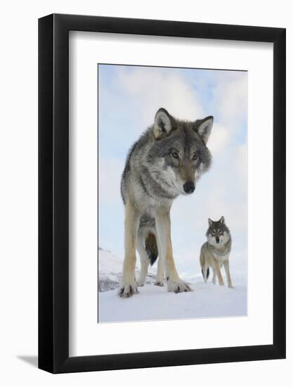 Wide Angle Close-Up Of Two European Grey Wolves (Canis Lupus), Captive, Norway, February-Edwin Giesbers-Framed Photographic Print