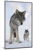 Wide Angle Close-Up Of Two European Grey Wolves (Canis Lupus), Captive, Norway, February-Edwin Giesbers-Mounted Photographic Print