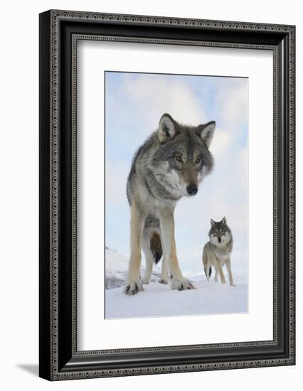 Wide Angle Close-Up Of Two European Grey Wolves (Canis Lupus), Captive, Norway, February-Edwin Giesbers-Framed Photographic Print