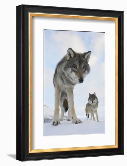 Wide Angle Close-Up Of Two European Grey Wolves (Canis Lupus), Captive, Norway, February-Edwin Giesbers-Framed Photographic Print