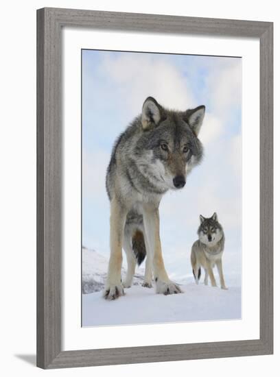 Wide Angle Close-Up Of Two European Grey Wolves (Canis Lupus), Captive, Norway, February-Edwin Giesbers-Framed Photographic Print
