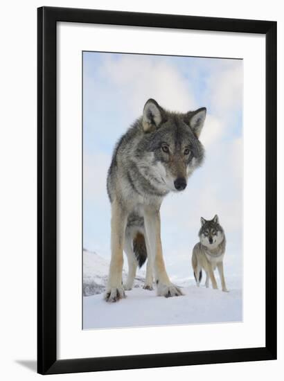 Wide Angle Close-Up Of Two European Grey Wolves (Canis Lupus), Captive, Norway, February-Edwin Giesbers-Framed Photographic Print