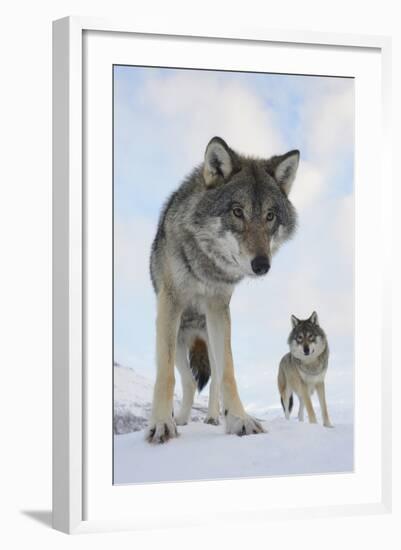 Wide Angle Close-Up Of Two European Grey Wolves (Canis Lupus), Captive, Norway, February-Edwin Giesbers-Framed Photographic Print