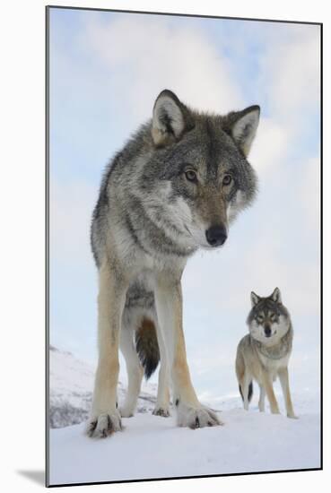 Wide Angle Close-Up Of Two European Grey Wolves (Canis Lupus), Captive, Norway, February-Edwin Giesbers-Mounted Photographic Print