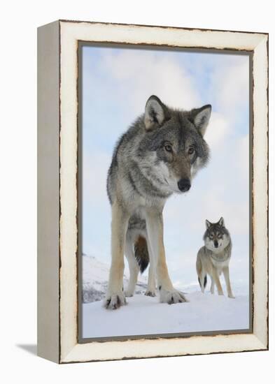 Wide Angle Close-Up Of Two European Grey Wolves (Canis Lupus), Captive, Norway, February-Edwin Giesbers-Framed Premier Image Canvas