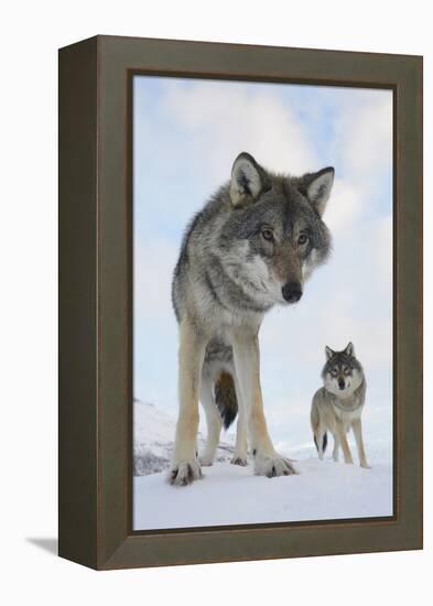 Wide Angle Close-Up Of Two European Grey Wolves (Canis Lupus), Captive, Norway, February-Edwin Giesbers-Framed Premier Image Canvas