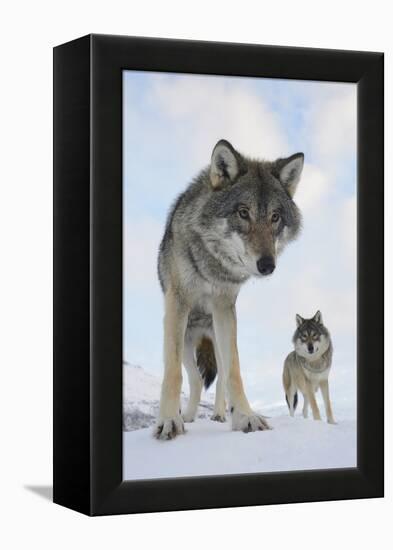 Wide Angle Close-Up Of Two European Grey Wolves (Canis Lupus), Captive, Norway, February-Edwin Giesbers-Framed Premier Image Canvas