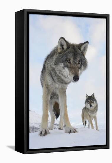 Wide Angle Close-Up Of Two European Grey Wolves (Canis Lupus), Captive, Norway, February-Edwin Giesbers-Framed Premier Image Canvas