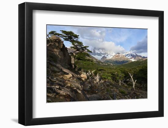 Wide angle landscape featuring Monte Fitz Roy in the background and tree in the foreground, Patagon-Fernando Carniel Machado-Framed Photographic Print