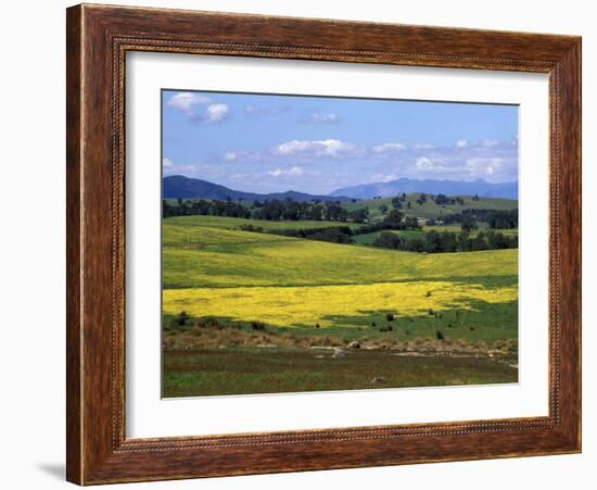 Wide Open Rolling Landscape, High Country, Australia-Richard Nebesky-Framed Photographic Print