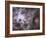 Widefield View of the Tarantula Nebula-null-Framed Photographic Print