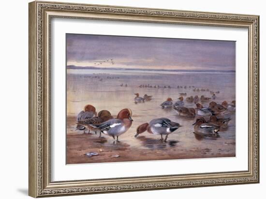 Widgeon and Teal, 1931-Archibald Thorburn-Framed Giclee Print