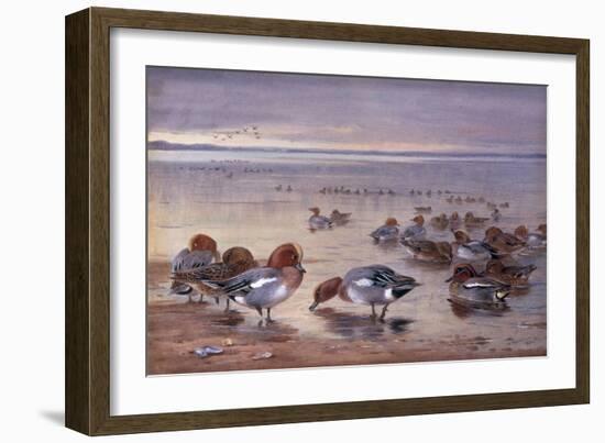 Widgeon and Teal, 1931-Archibald Thorburn-Framed Giclee Print