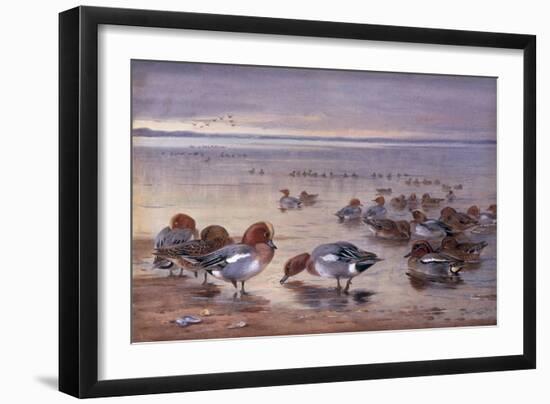 Widgeon and Teal, 1931-Archibald Thorburn-Framed Giclee Print