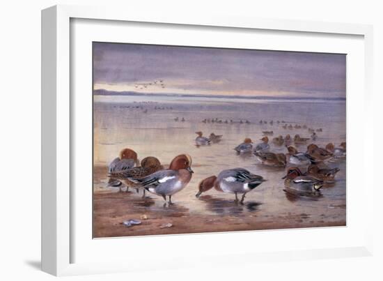 Widgeon and Teal, 1931-Archibald Thorburn-Framed Giclee Print