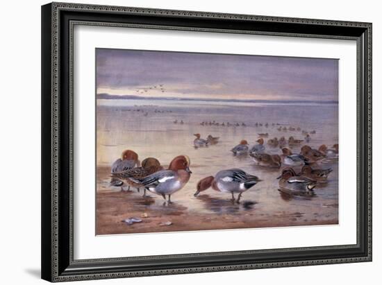 Widgeon and Teal, 1931-Archibald Thorburn-Framed Giclee Print