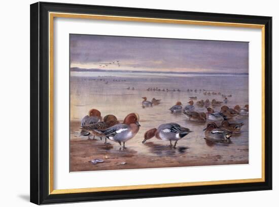 Widgeon and Teal, 1931-Archibald Thorburn-Framed Giclee Print