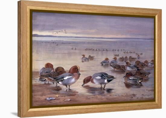 Widgeon and Teal, 1931-Archibald Thorburn-Framed Premier Image Canvas