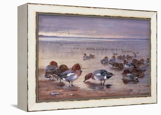 Widgeon and Teal, 1931-Archibald Thorburn-Framed Premier Image Canvas