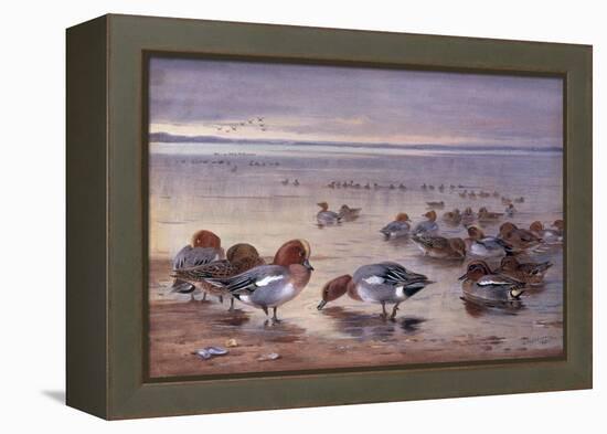 Widgeon and Teal, 1931-Archibald Thorburn-Framed Premier Image Canvas