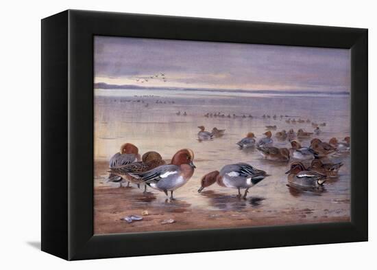 Widgeon and Teal, 1931-Archibald Thorburn-Framed Premier Image Canvas
