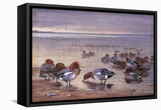 Widgeon and Teal, 1931-Archibald Thorburn-Framed Premier Image Canvas