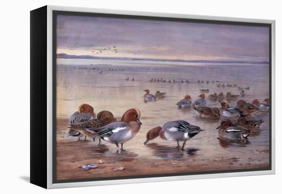 Widgeon and Teal, 1931-Archibald Thorburn-Framed Premier Image Canvas