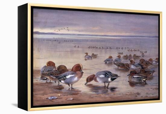 Widgeon and Teal, 1931-Archibald Thorburn-Framed Premier Image Canvas