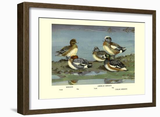 Widgeon Ducks-Allan Brooks-Framed Art Print