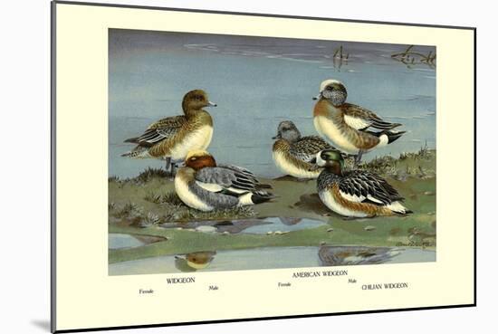 Widgeon Ducks-Allan Brooks-Mounted Art Print