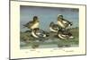Widgeon Ducks-Allan Brooks-Mounted Art Print