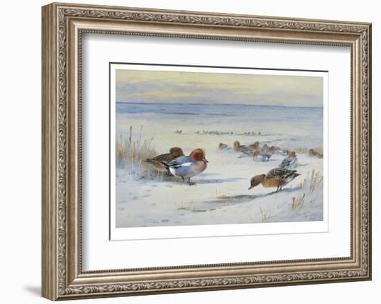 Widgeon in The Snow-Archibald Thorburn-Framed Premium Giclee Print