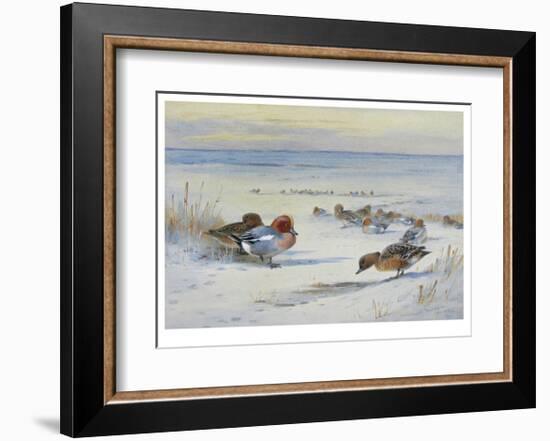 Widgeon in The Snow-Archibald Thorburn-Framed Premium Giclee Print