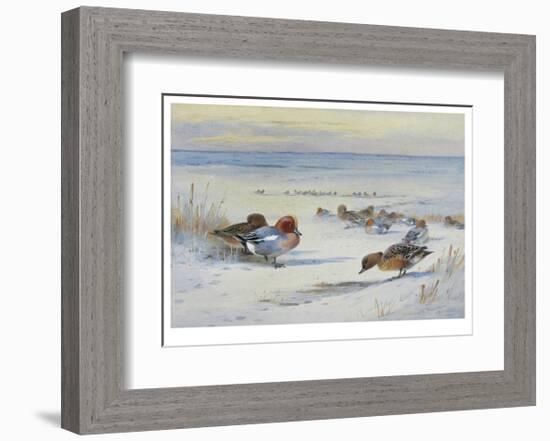 Widgeon in The Snow-Archibald Thorburn-Framed Premium Giclee Print