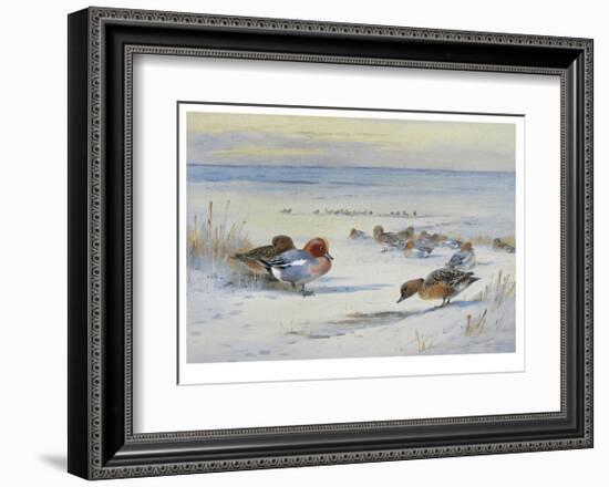 Widgeon in The Snow-Archibald Thorburn-Framed Premium Giclee Print