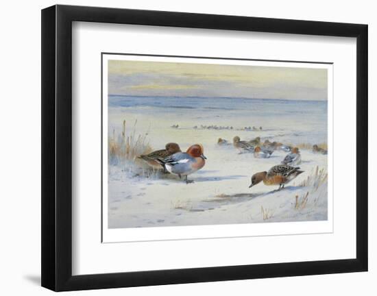 Widgeon in The Snow-Archibald Thorburn-Framed Premium Giclee Print
