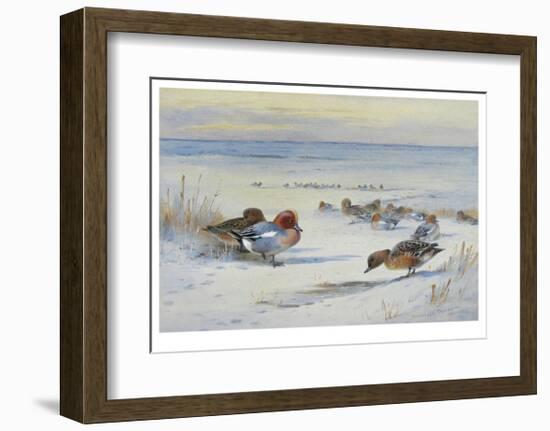 Widgeon in The Snow-Archibald Thorburn-Framed Premium Giclee Print