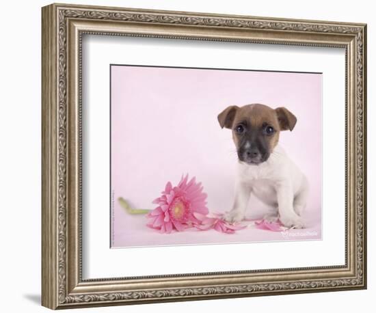 Widget-Rachael Hale-Framed Photographic Print