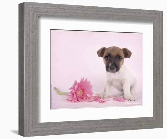 Widget-Rachael Hale-Framed Photographic Print