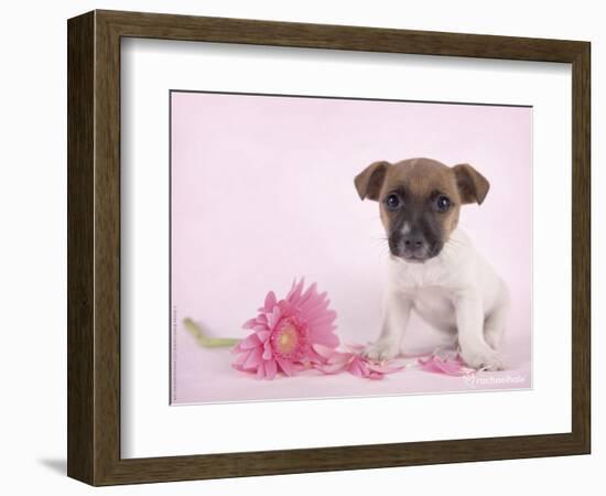 Widget-Rachael Hale-Framed Photographic Print