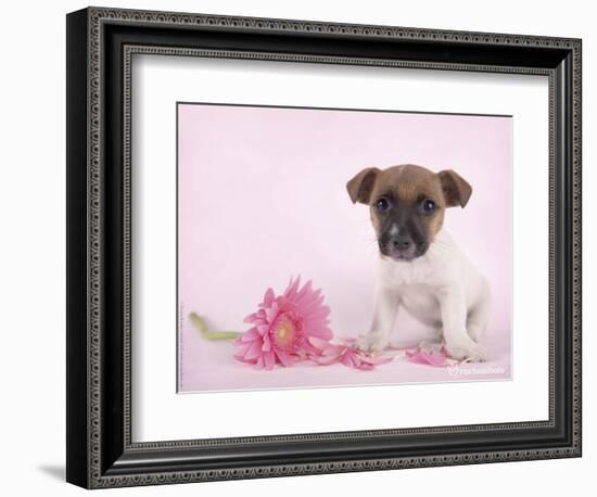 Widget-Rachael Hale-Framed Photographic Print