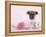 Widget-Rachael Hale-Framed Premier Image Canvas