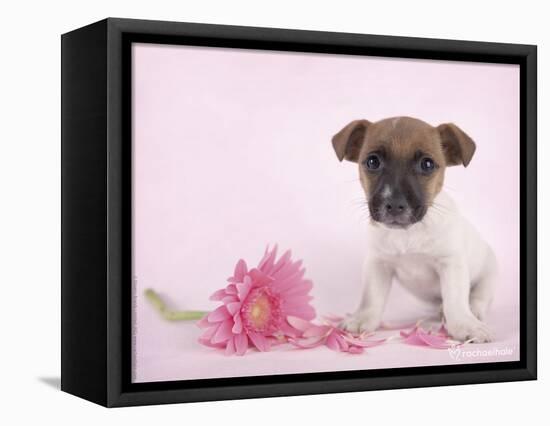 Widget-Rachael Hale-Framed Premier Image Canvas