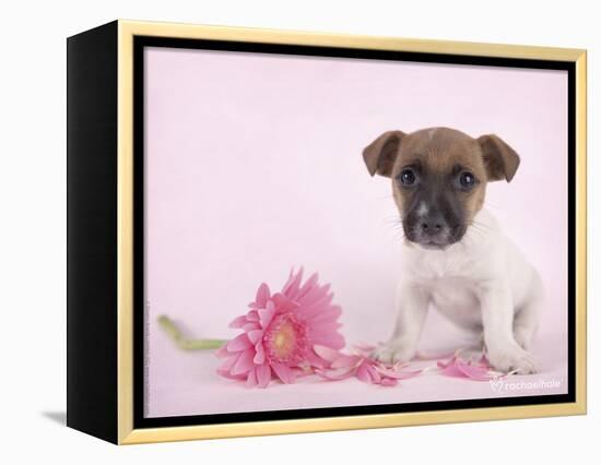 Widget-Rachael Hale-Framed Premier Image Canvas