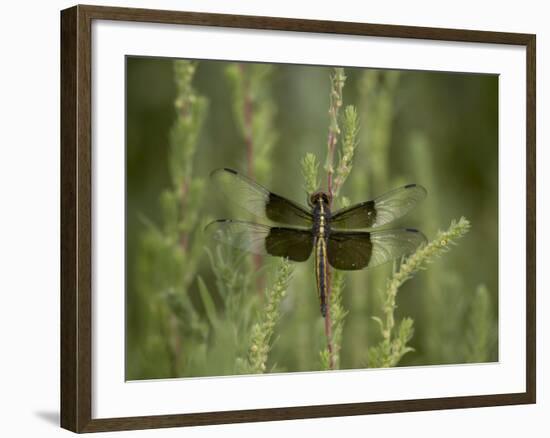 Widow Dragonfly or Widow Damselfly Perched, Boyd Lake State Park, Colorado, USA-James Hager-Framed Photographic Print