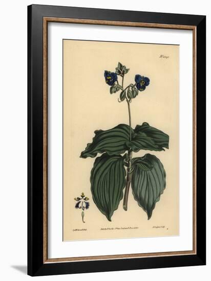 Widow's Tears, Tinantia Erecta-Sydenham Teast Edwards-Framed Giclee Print