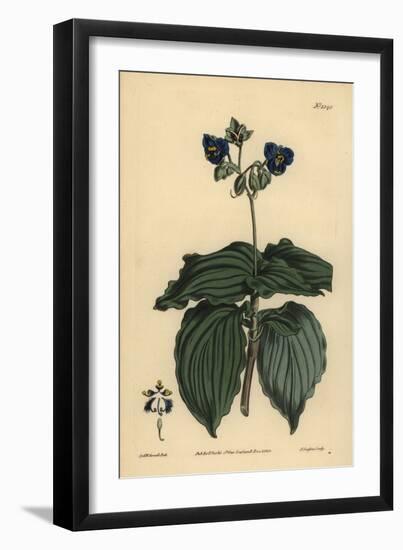 Widow's Tears, Tinantia Erecta-Sydenham Teast Edwards-Framed Giclee Print